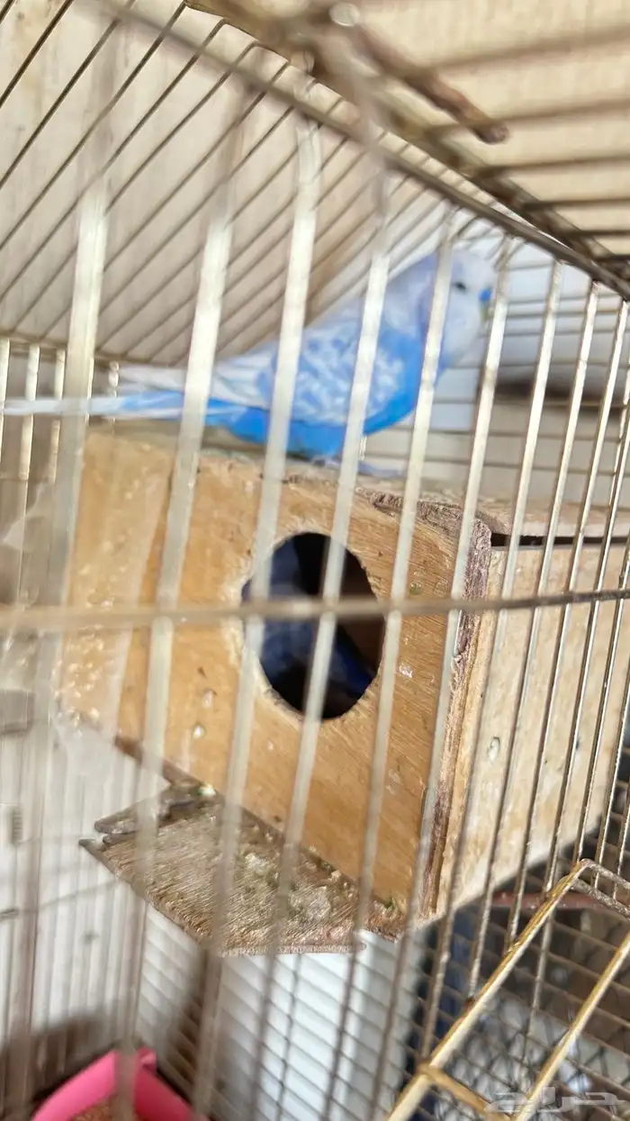 بادجي انقليزي حجم كبير 2