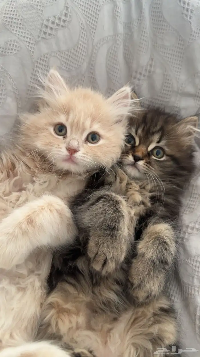 قطط للتبني 8