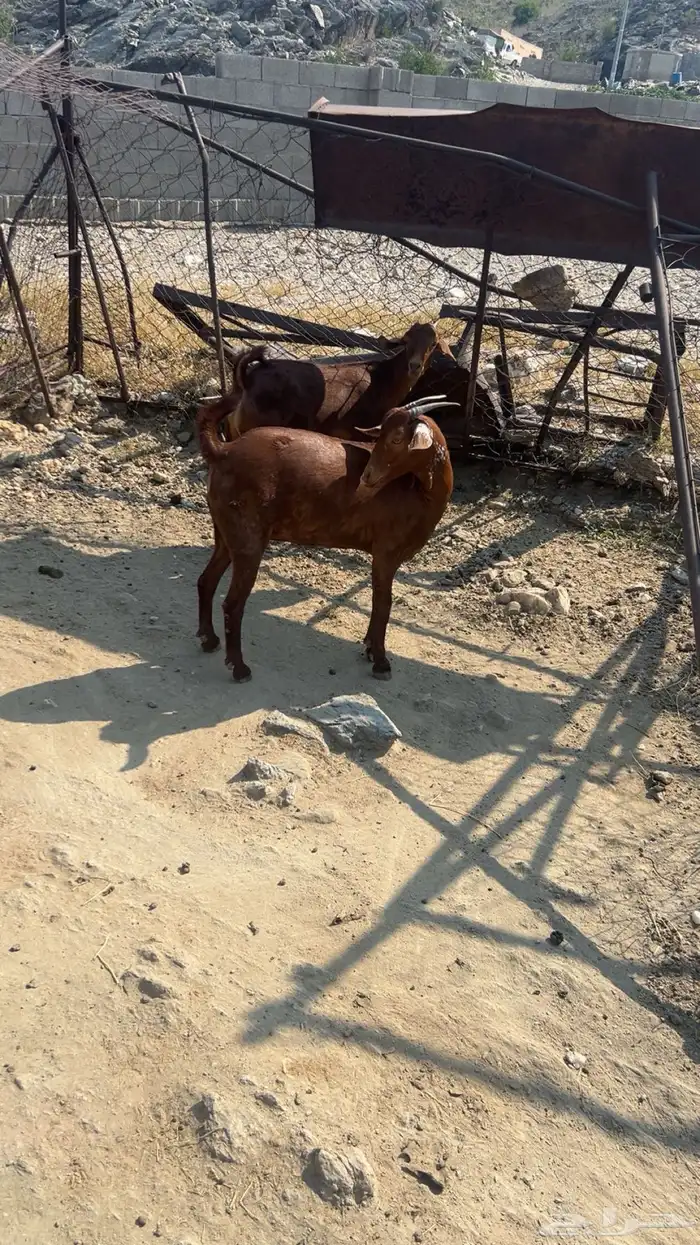 خبيش للبيع 0