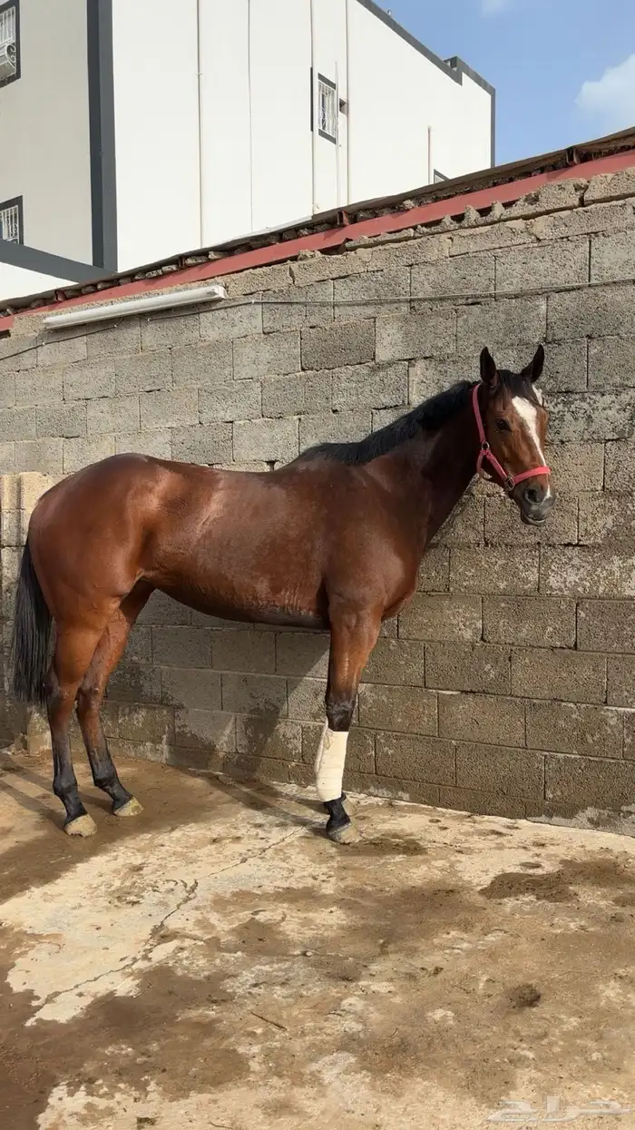 فرس انقلش كفو 1