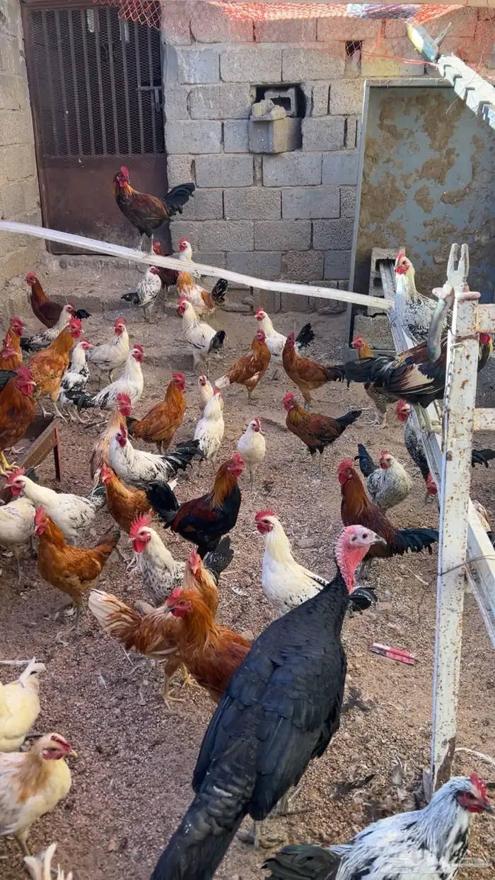 دجاج وديكة بلدي للبيع 1
