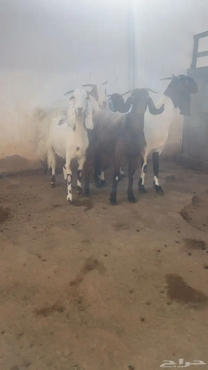 معزا فواخر جروم ودفيع 4