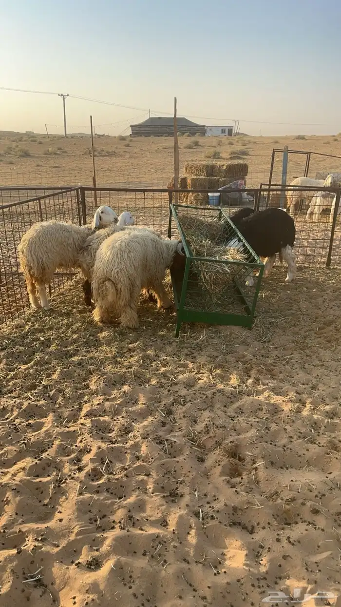 ذبايح للبيع حي المعلمين 1