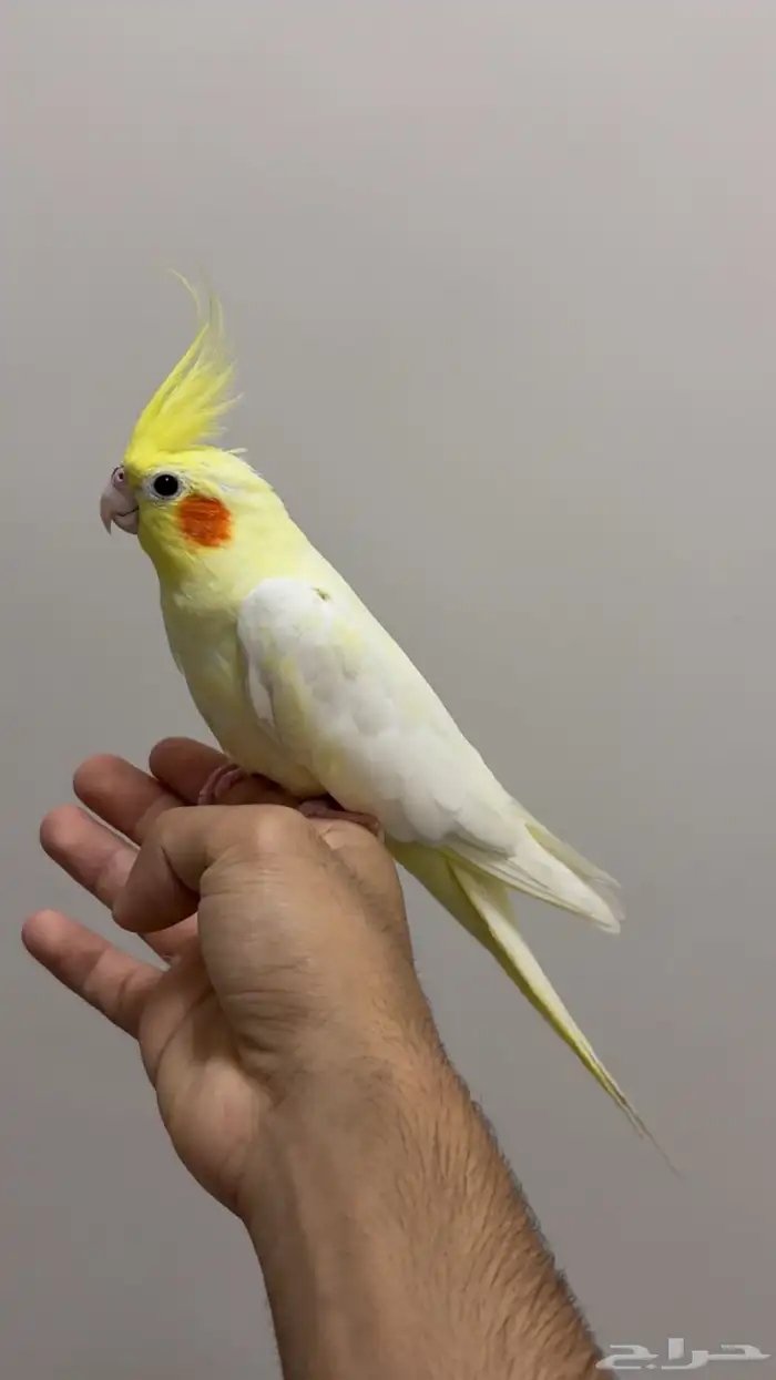 كروان لاتينو اليف 1