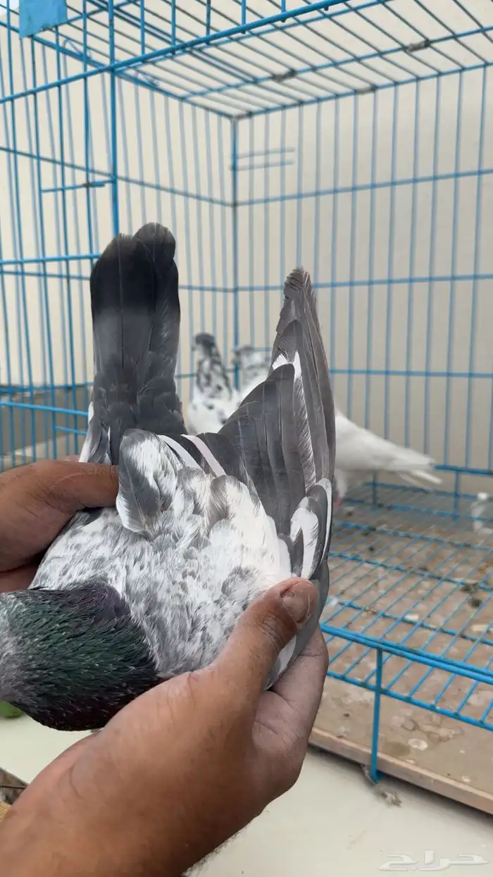 بكستاني طيار 5