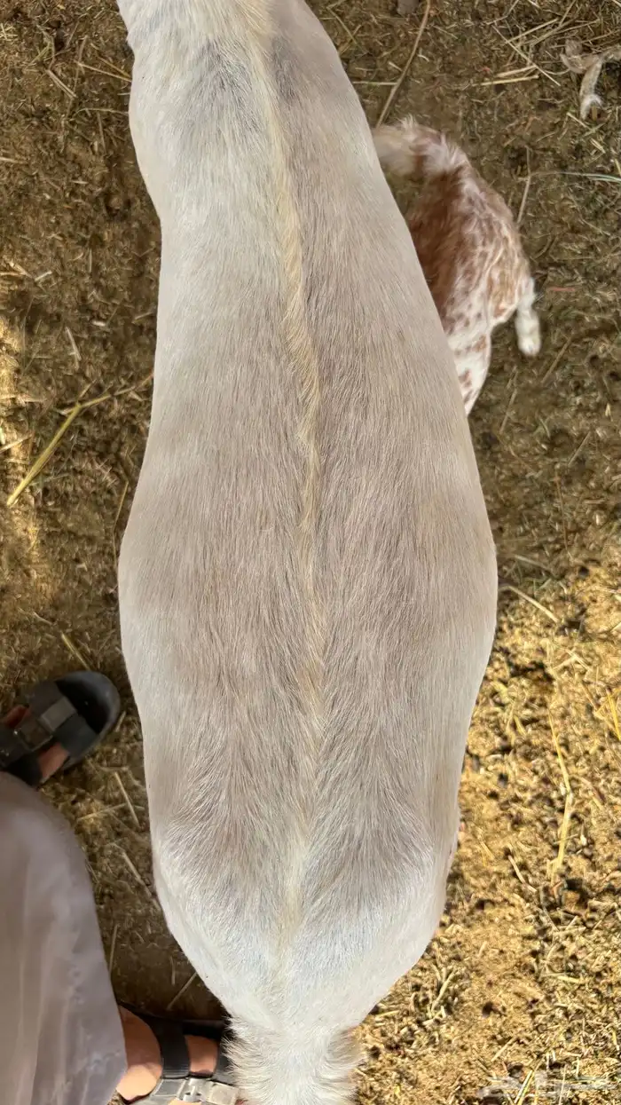 عنز بيشيه رباع كحلا فاخره صنف 3