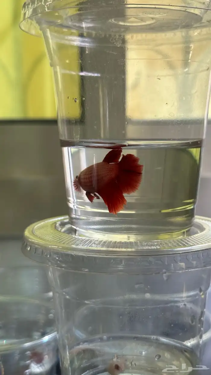 سمك فايتر ذكور و اناثي 7