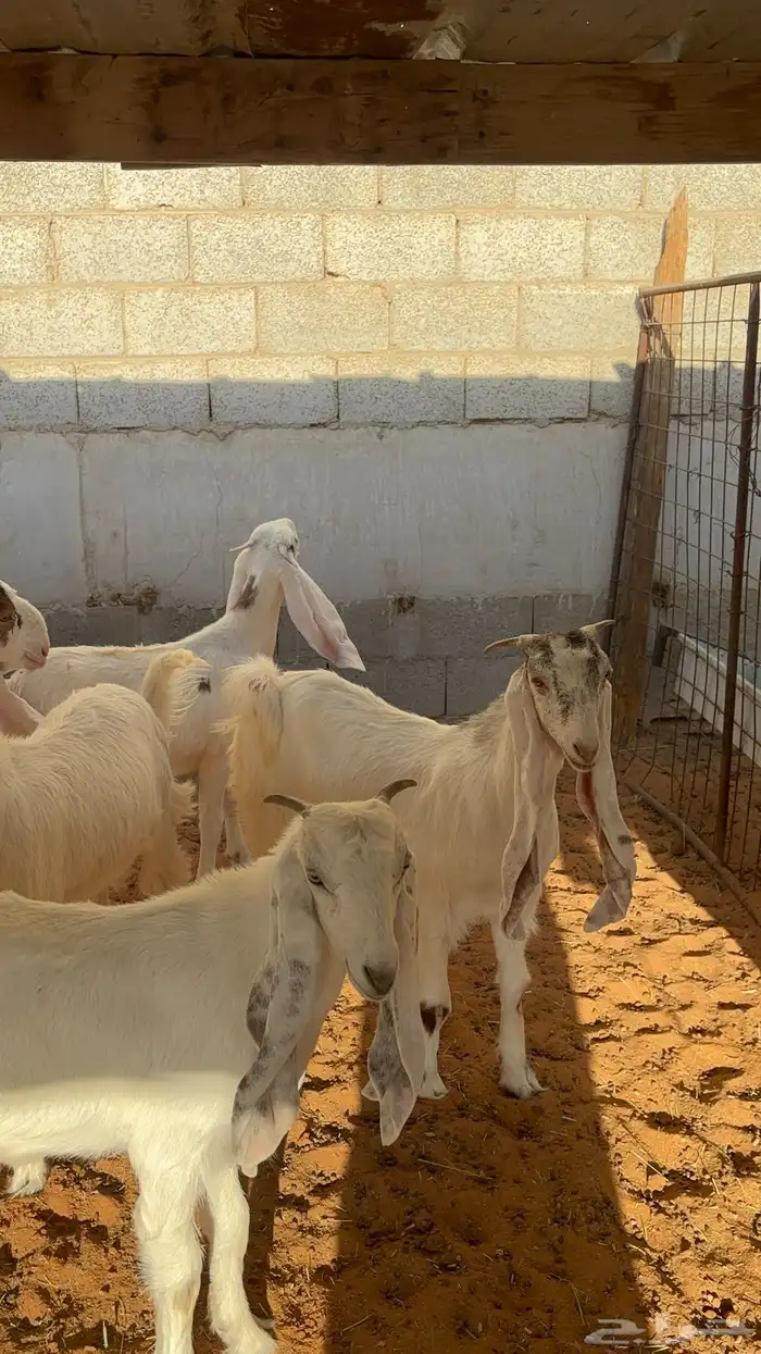 جفرات بيض مشاريك مقاني 1250 14