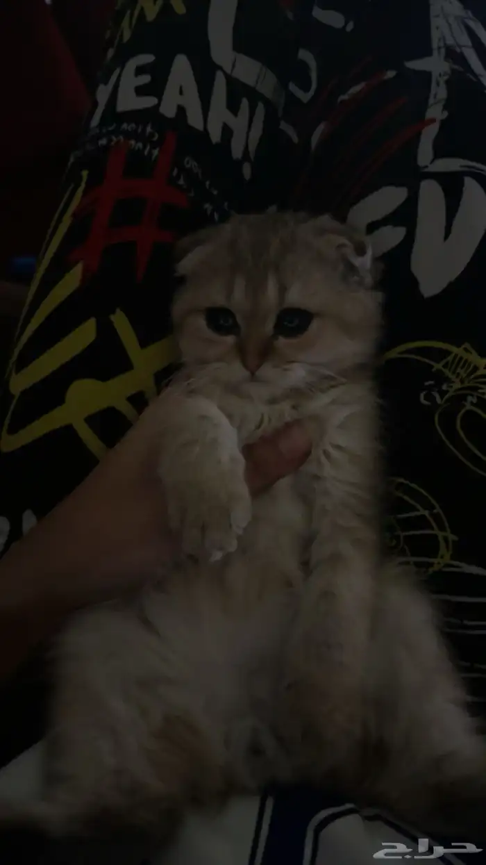 قط كيتن سكوتش 5