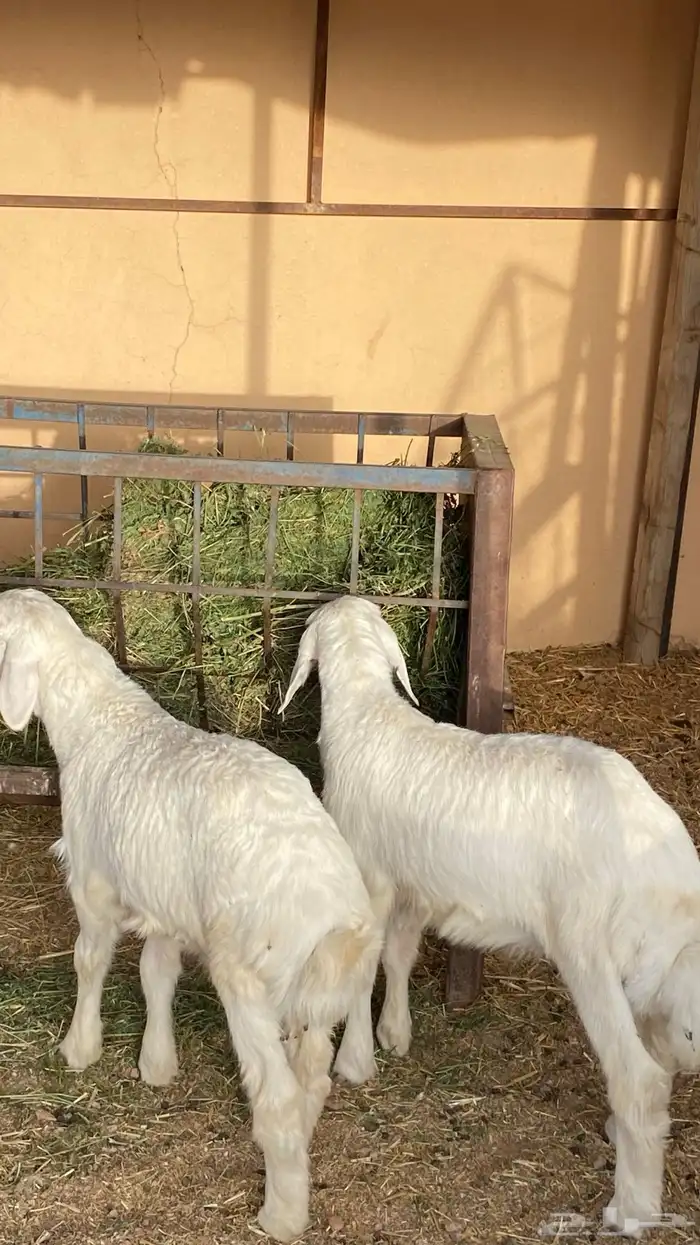 متوفر جميع أنواع الذبايح 2