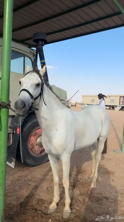 حصان جزيري 0