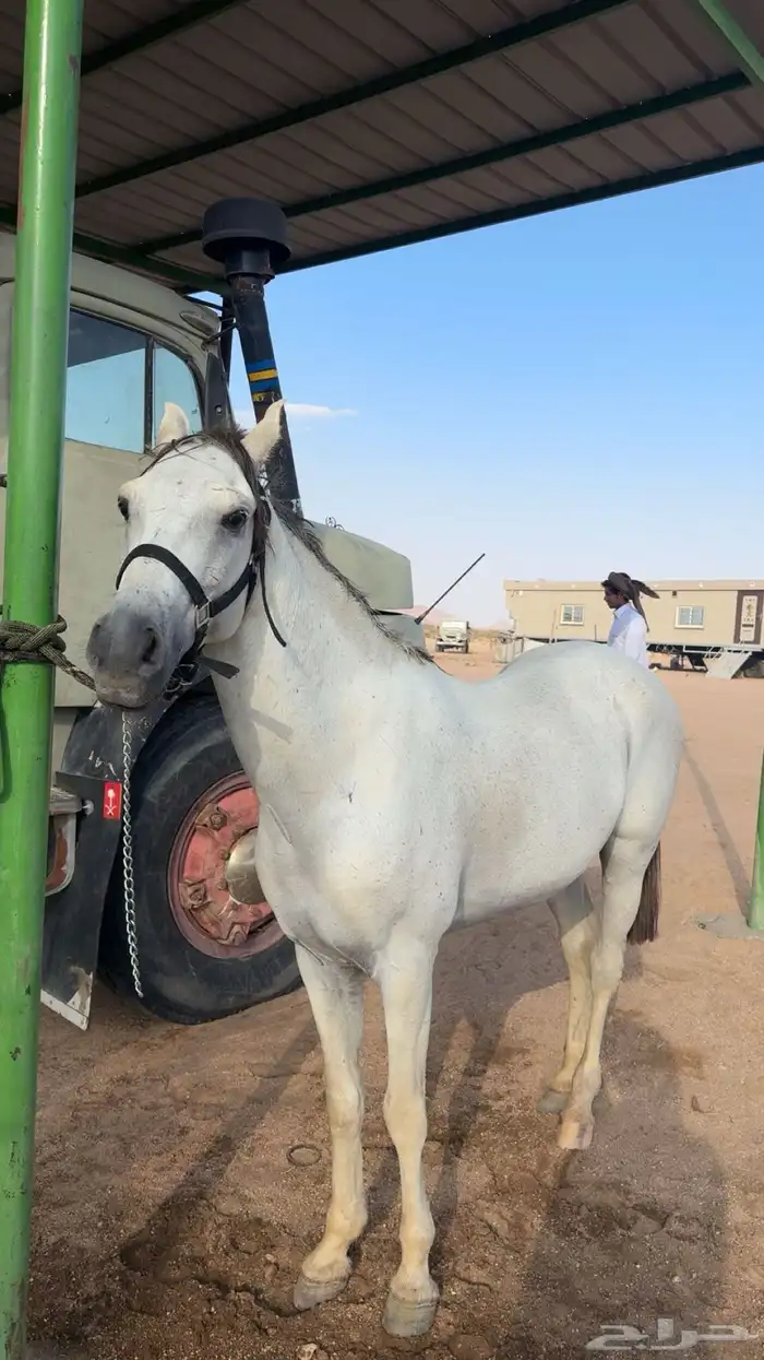 حصان جزيري 0