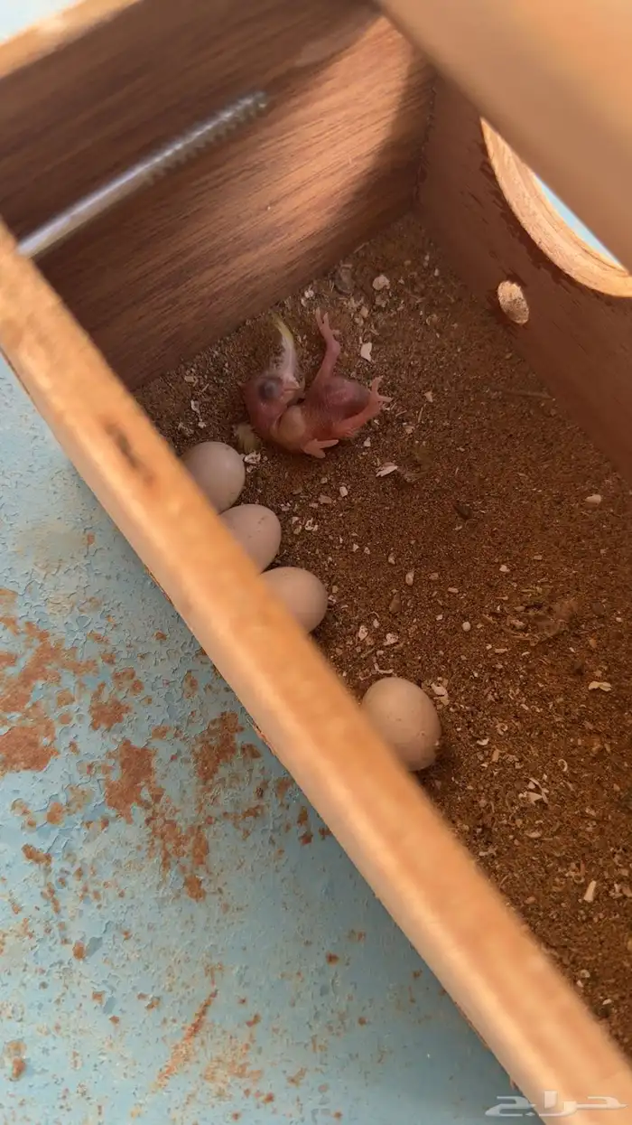 طيور الحب للبيع 1