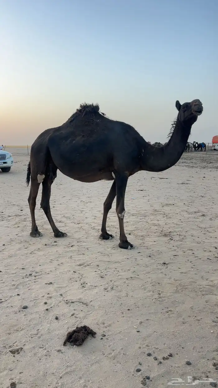 للبيع لقحه متلي بثنوها 2