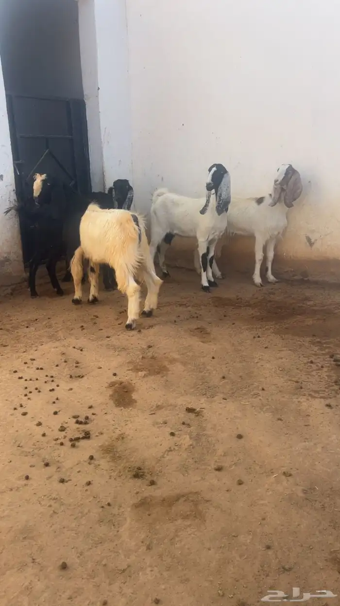 ( تم البيع ) جذعات وثنايا معزا فواخر 0