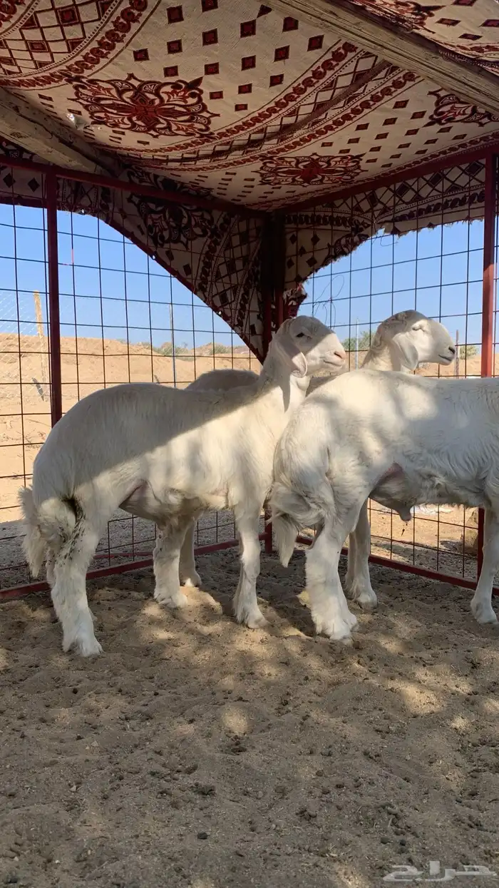 طليان ذبايح حري 3