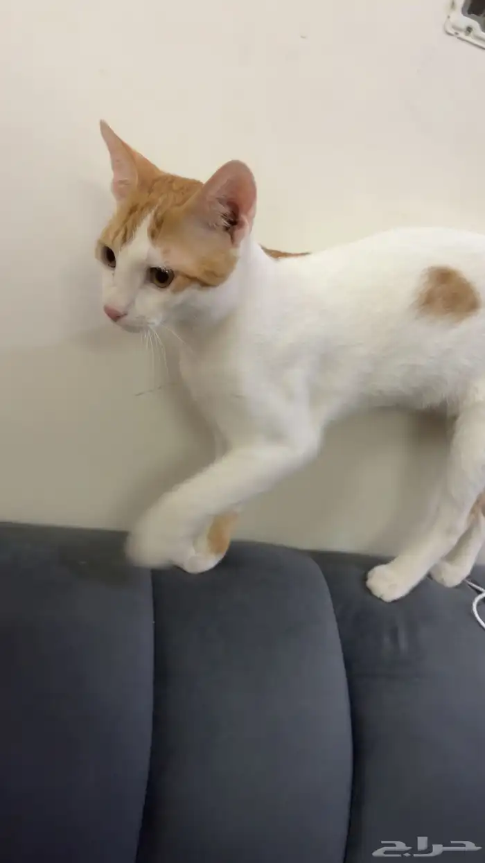 قطط تبني 4 بلدي 2