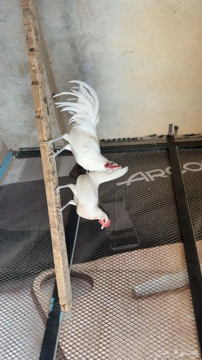 دجاج فينكس 0