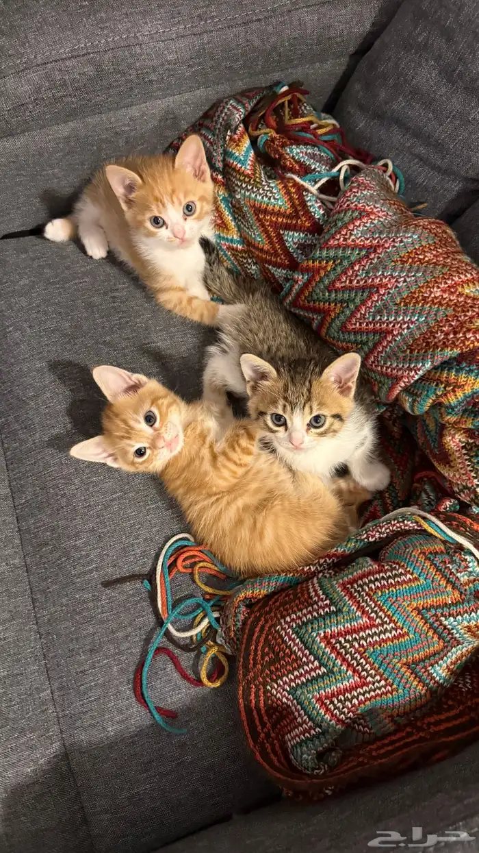 قطط للتبني 0