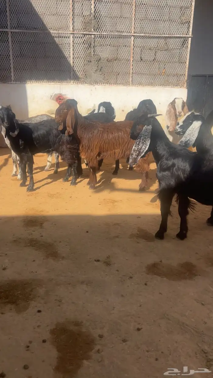 ( تم البيع ) جذعات وثنايا معزا فواخر 9