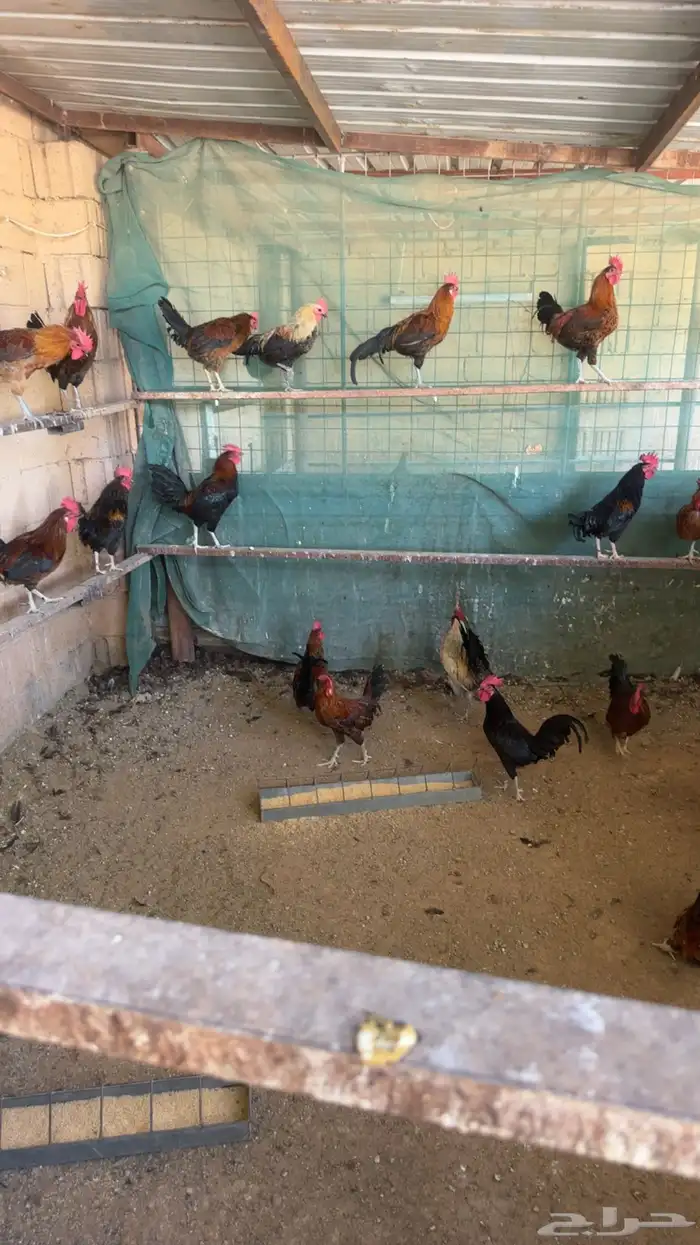 ديوك للبيع 0