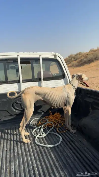 سلقه عربيه index