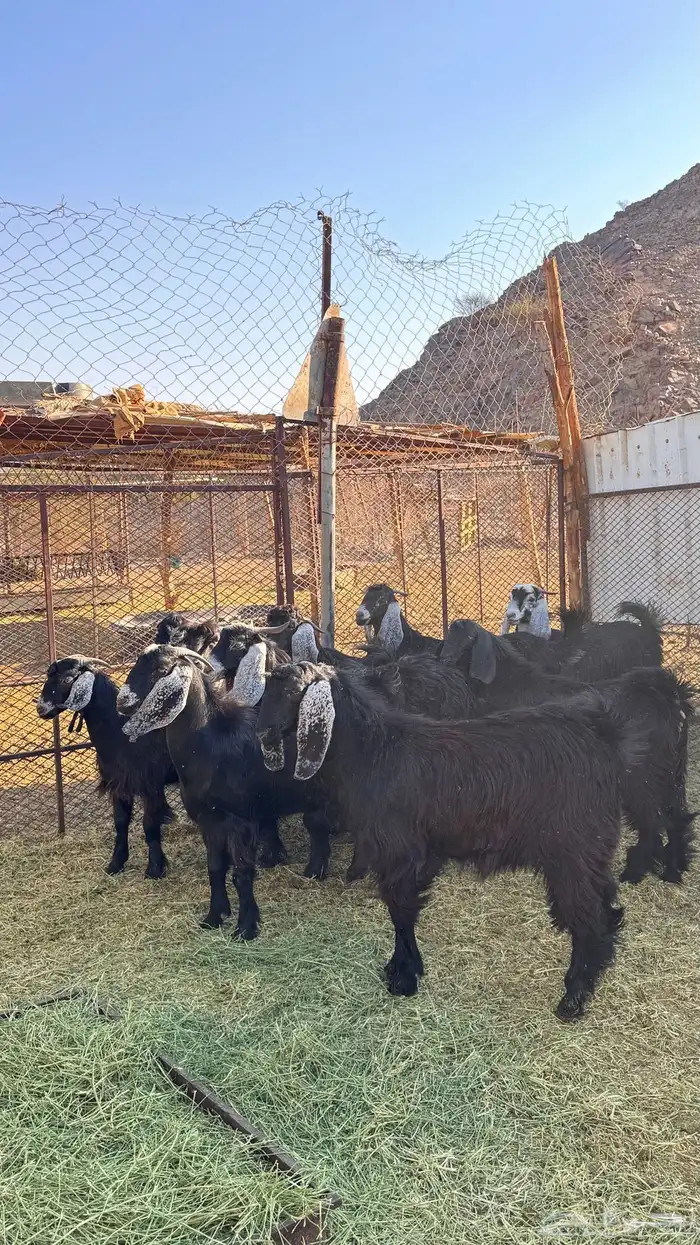 للبيع جديان 0