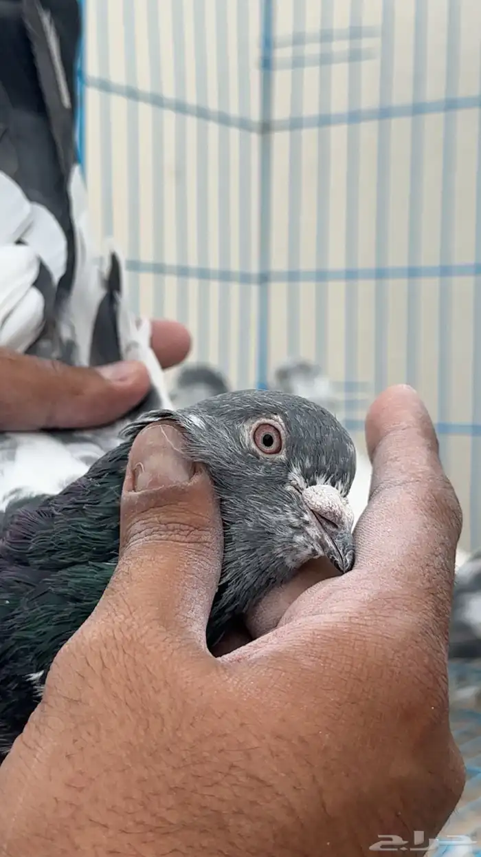 بكستاني طيار 6