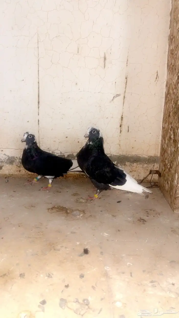 حمام قطايف 0