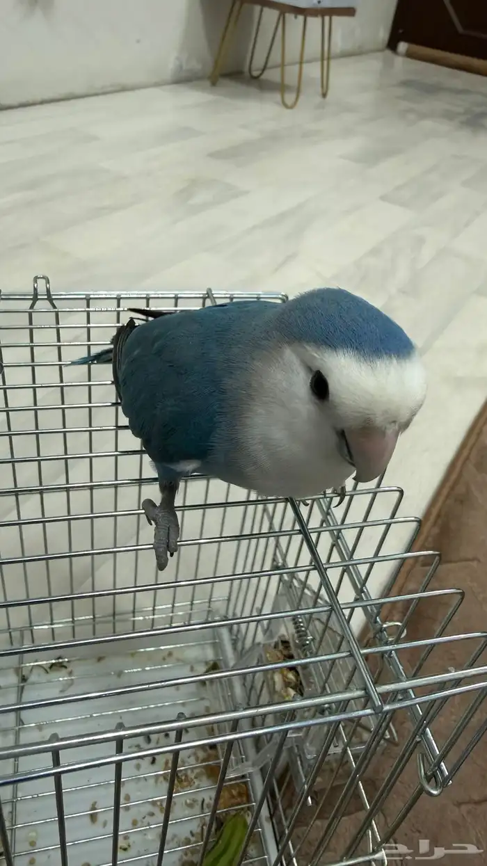 طير روز اليف 1