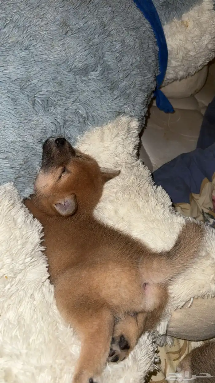 كلب شيبا اونو للبيع 2