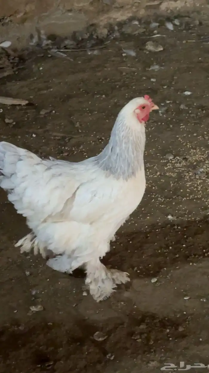 طقم براهما TOP 5