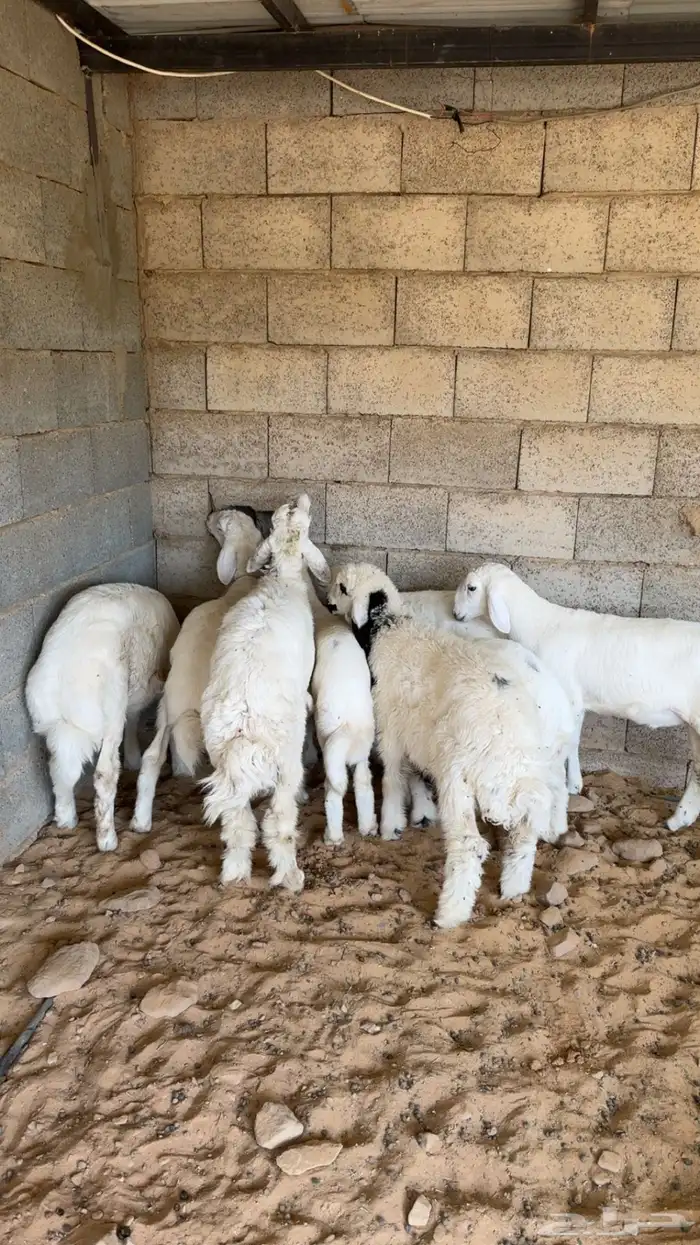 للبيع طليان ورخله العدد 5 فقط حري 0