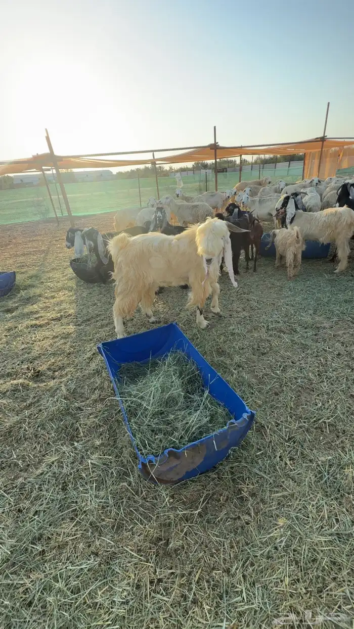 فحل ثني عارضي 3