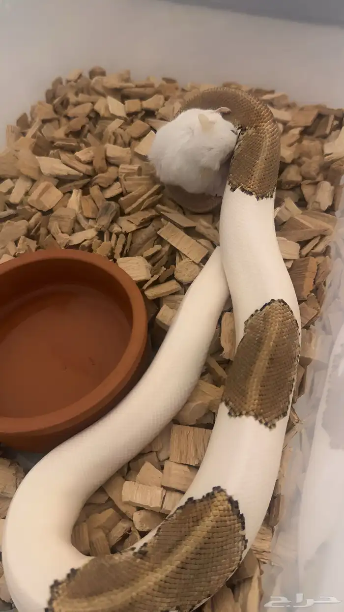 فقاسة زواحف و بايد بول بايثون للبيع 4