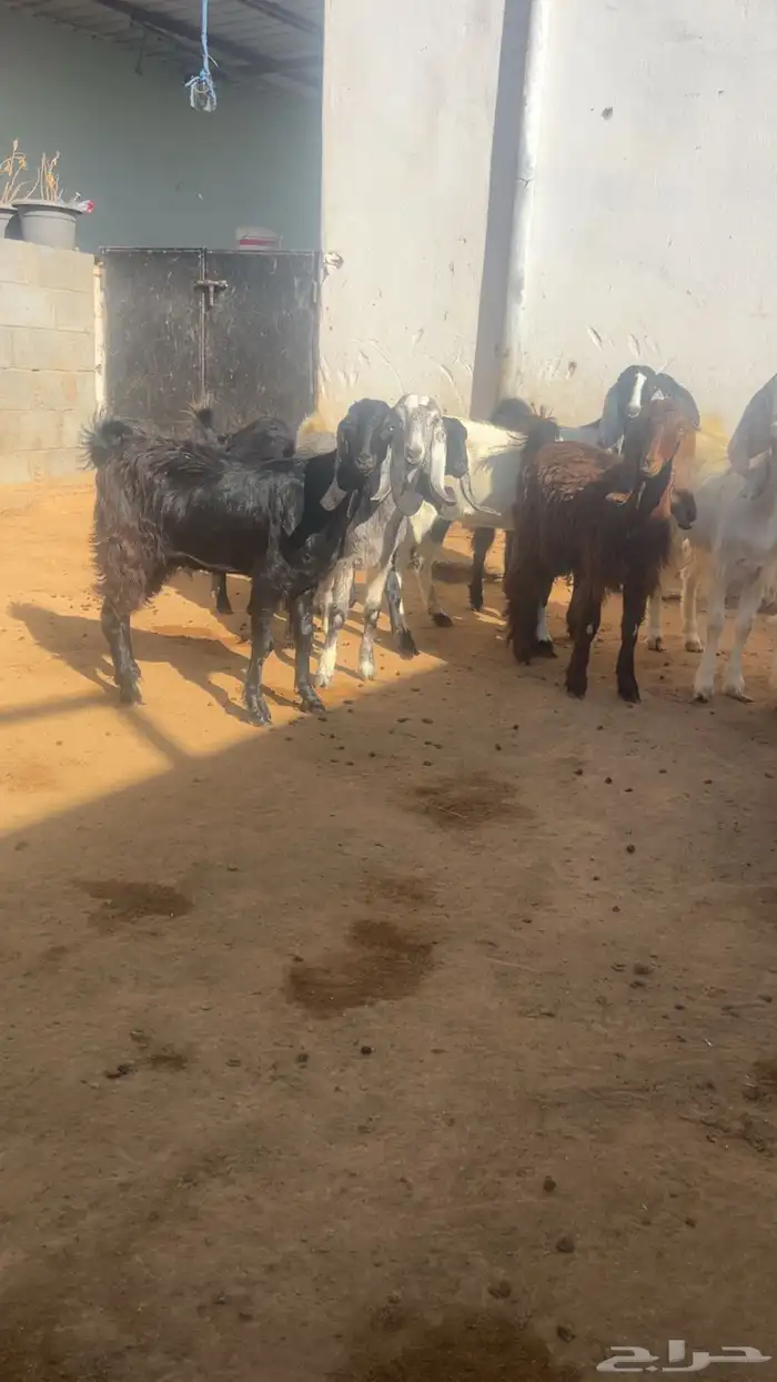 ( تم البيع ) جذعات وثنايا معزا فواخر 10