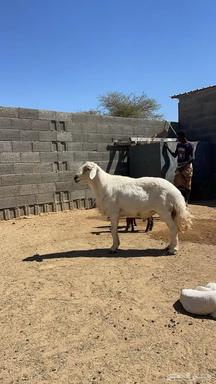 فحل غنم للبيع 2