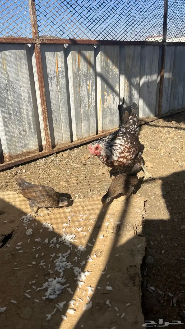 دجاج ماكنتوش 3