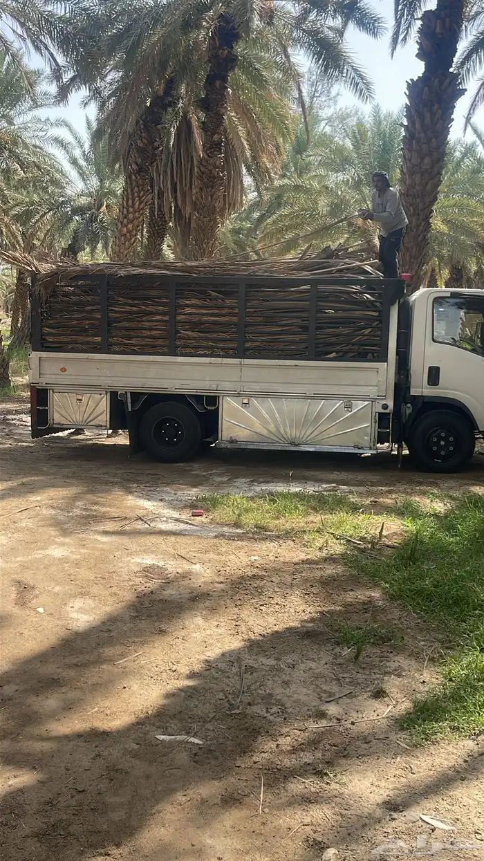 سعف نخل للحدائق والزينه 0