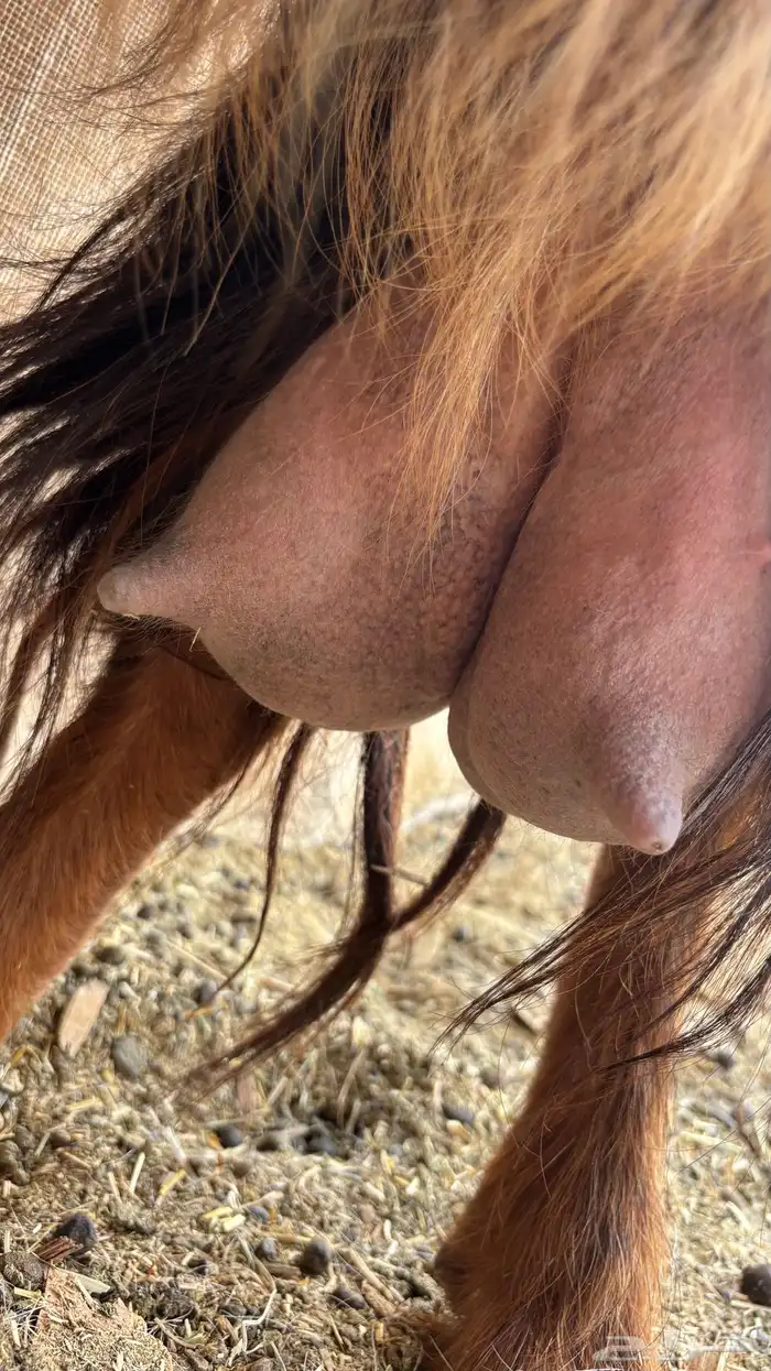 عنز عارضية حليب وافر شرط 5