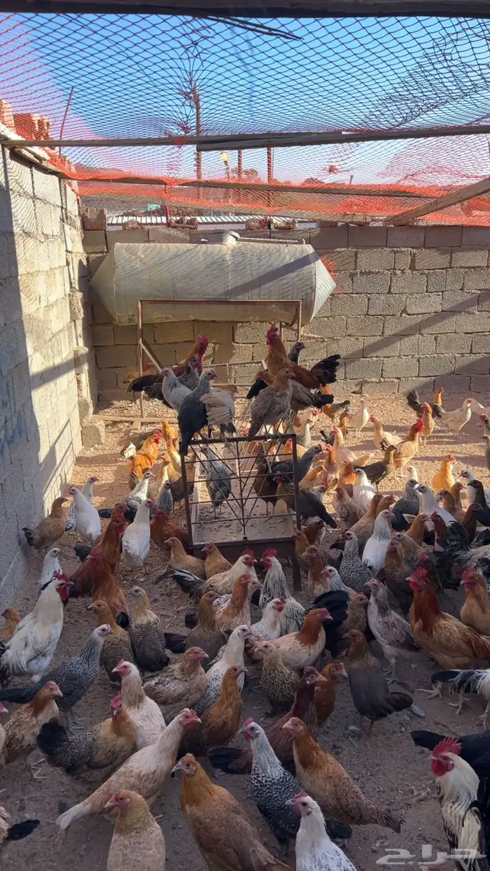 دجاج وديكة بلدي للبيع 6