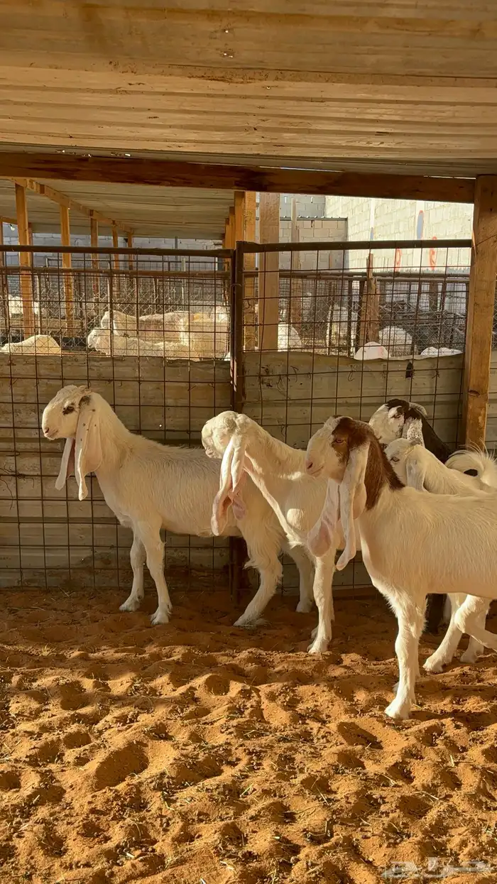 جفرات بيض مشاريك مقاني 1250 2