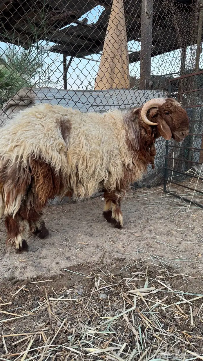 خروف نعيمي 3