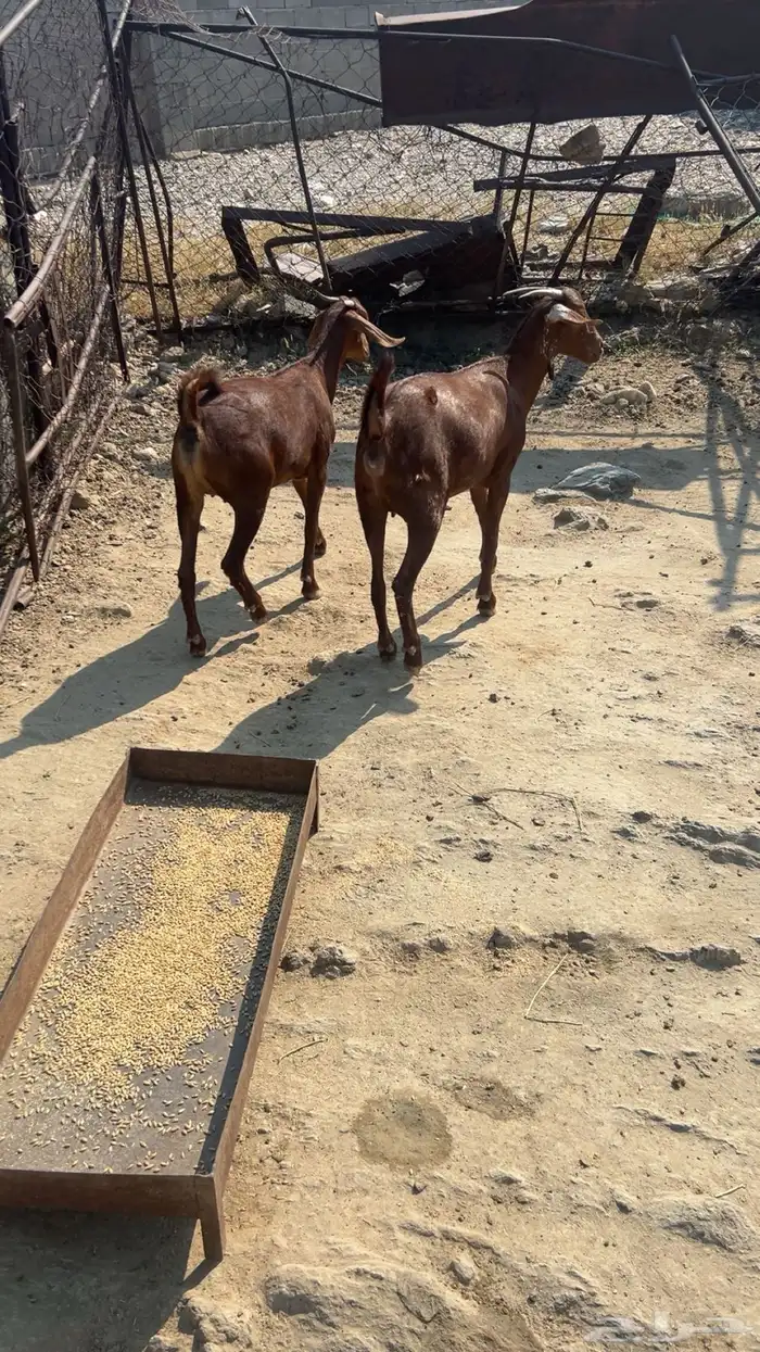 خبيش للبيع 1