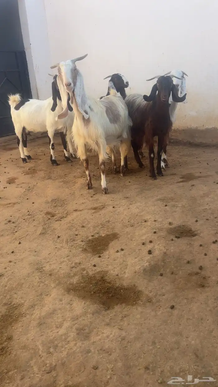 معزا فواخر جروم ودفيع 2