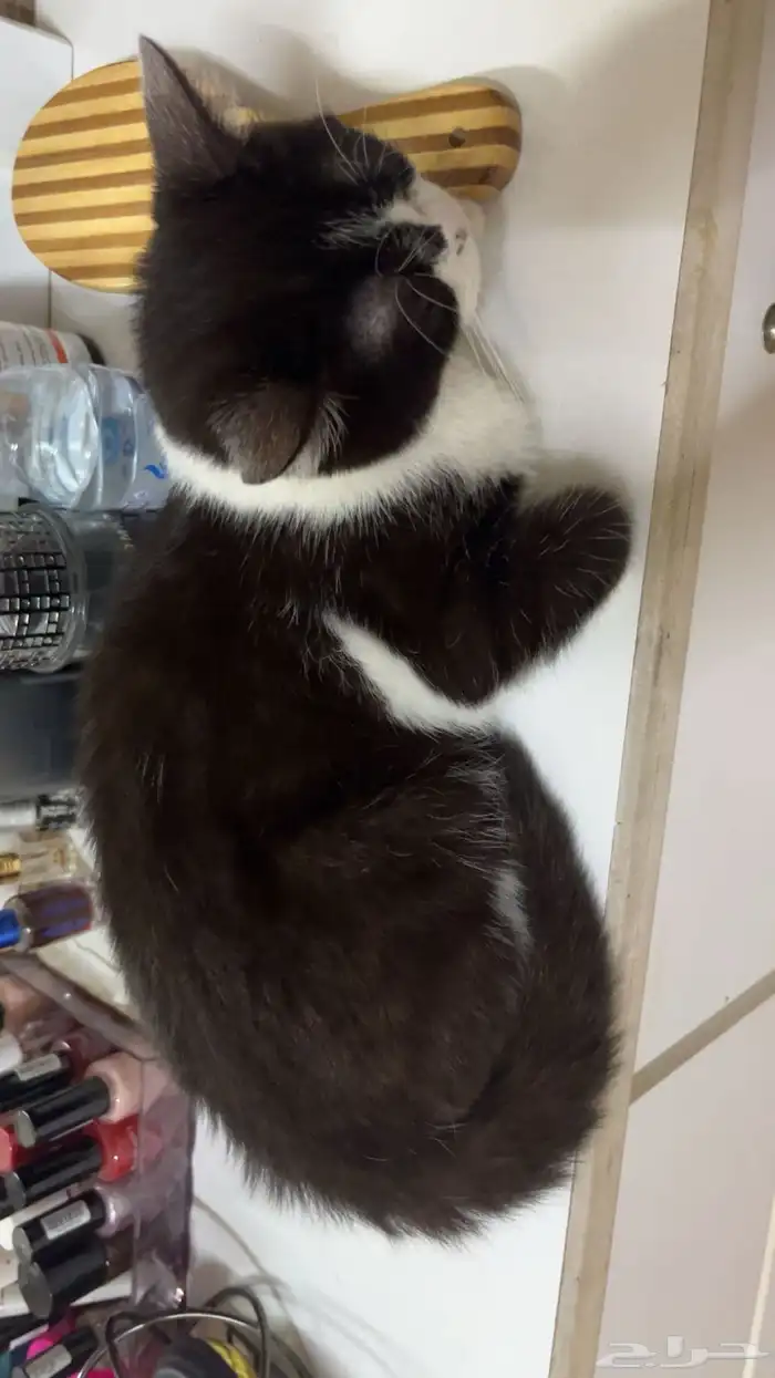 قطة للتبني 2