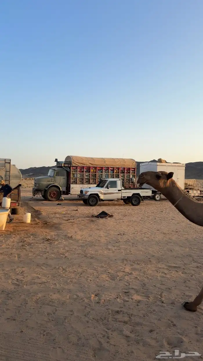 شاص المديل2021 5