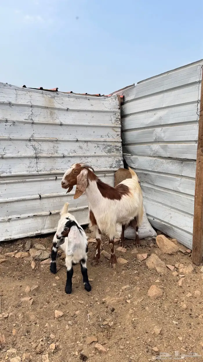 عنز مصريه صنف 1