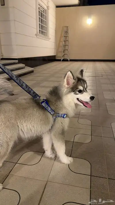 كلب هاسكي index