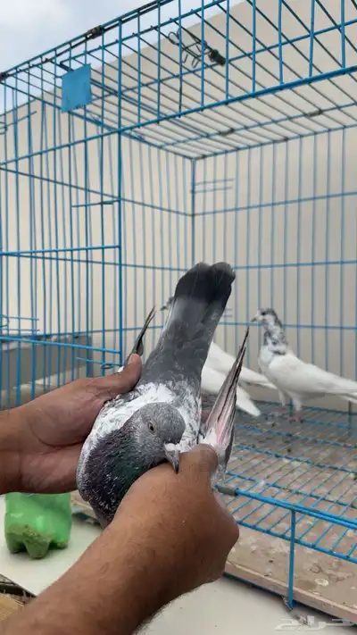 بكستاني طيار index